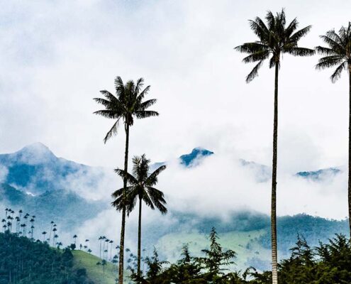 palm trees - coffee tours in salento