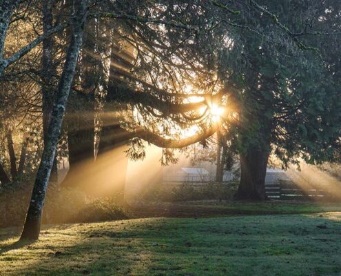 light through trees - new year new you