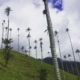 palm trees - cocora valley