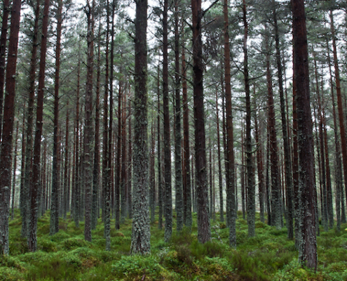 Forest bathing