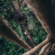 treehouse Costa Rica