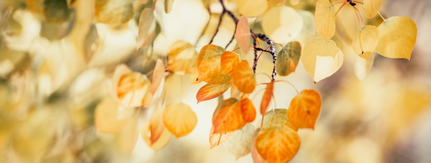 Leaves changing colour - Embracing change - Alix M. Campbell